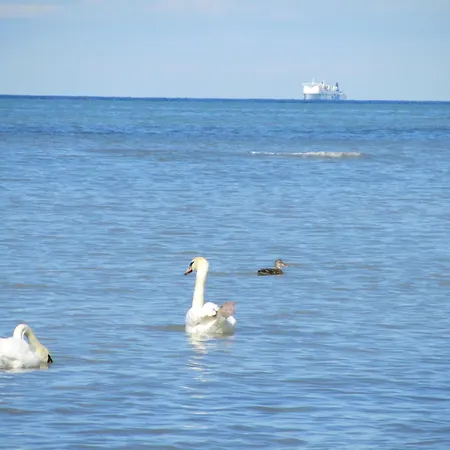 Bolliger 1 Kalkhorst